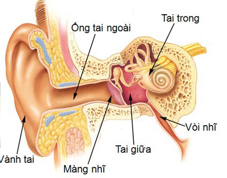 Cấu tạo của các bộ phận bên trong tai